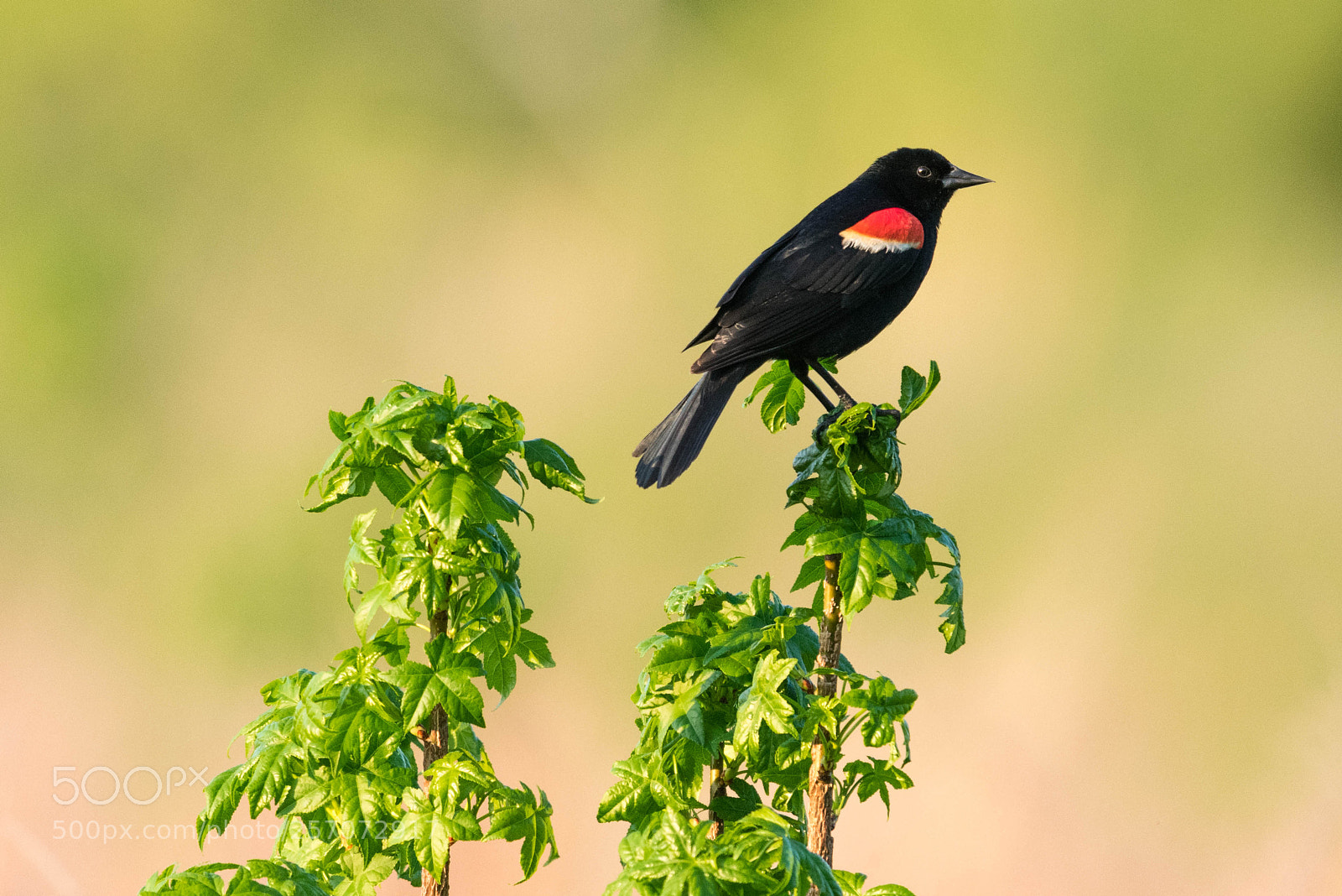 Nikon D3400 sample photo. Redwinged blackbird photography