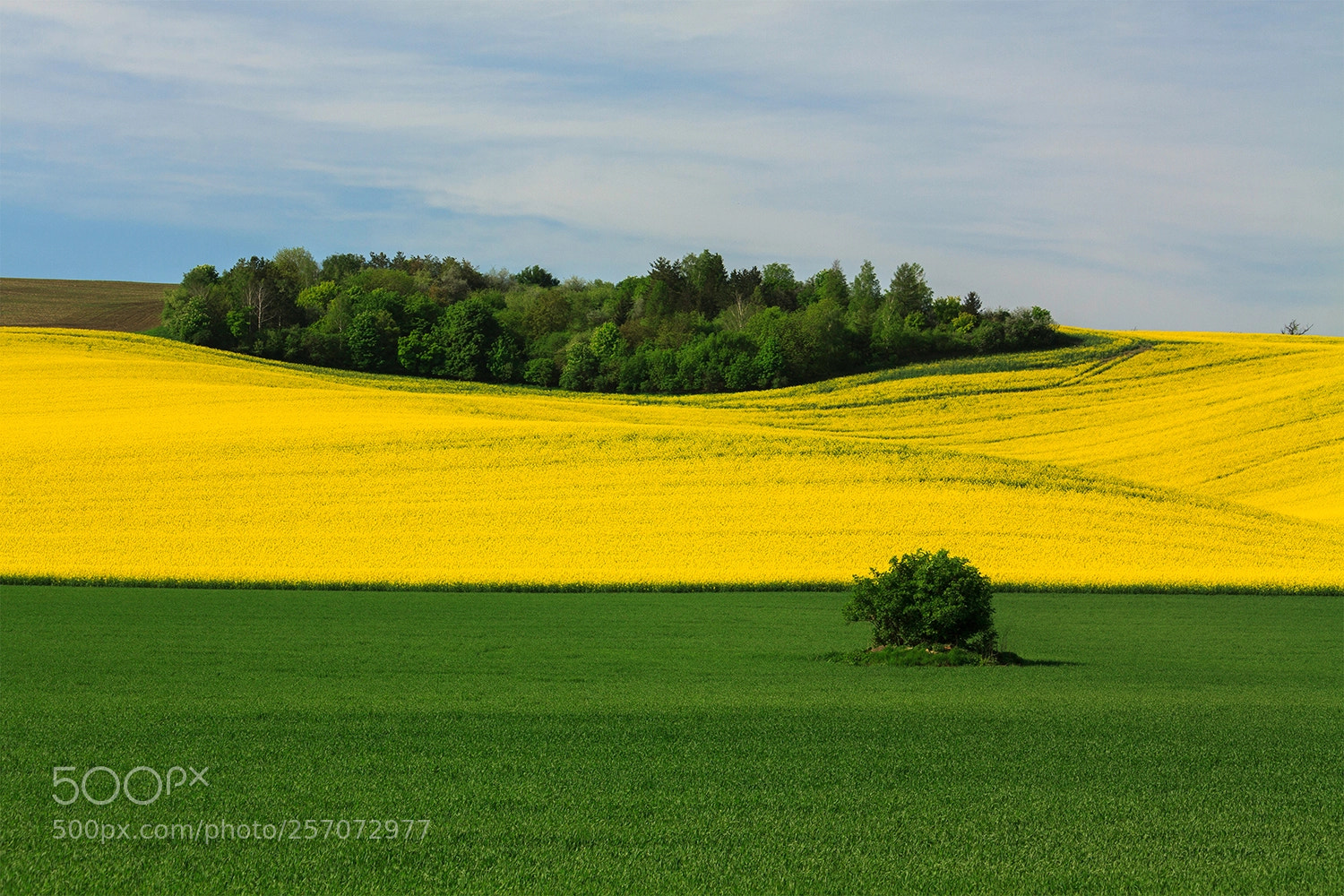 Canon EOS 50D sample photo. Rape field photography