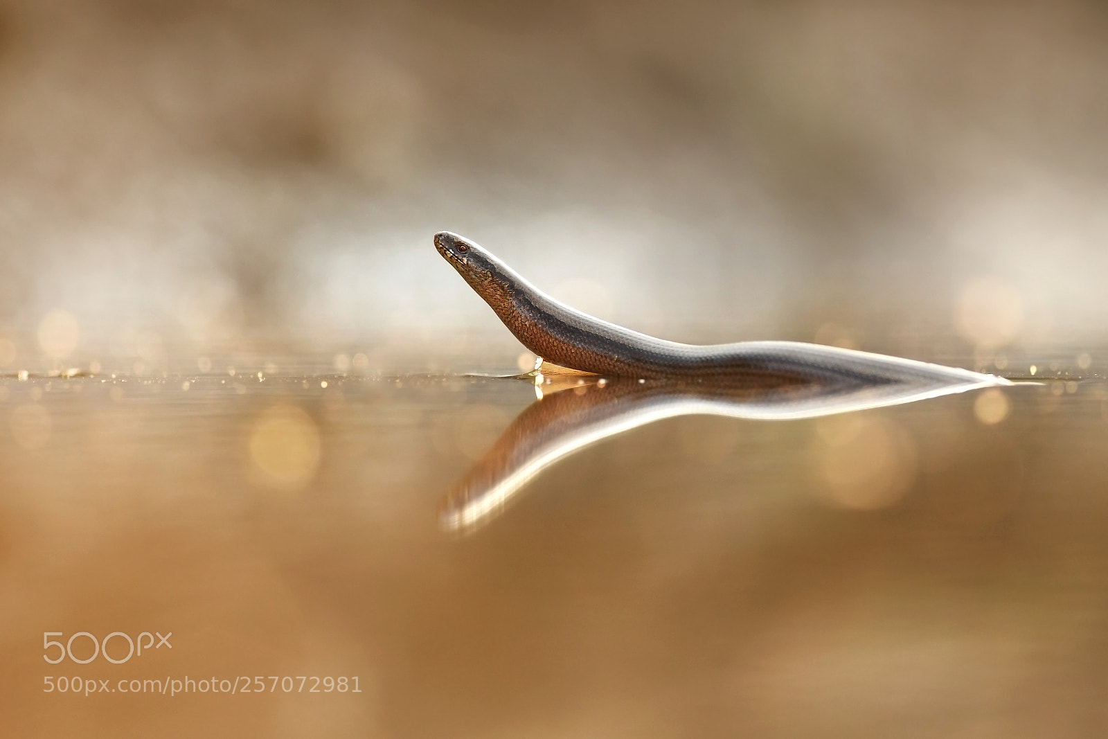 Nikon D500 sample photo. Slow worm photography