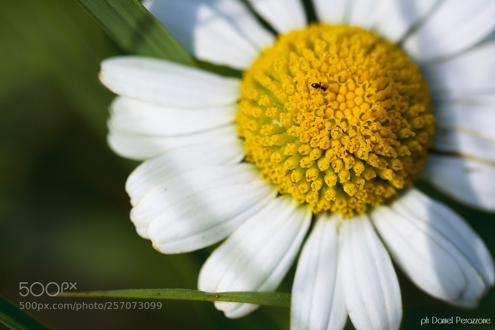 Nikon D7100 sample photo. Daisy | 2 photography