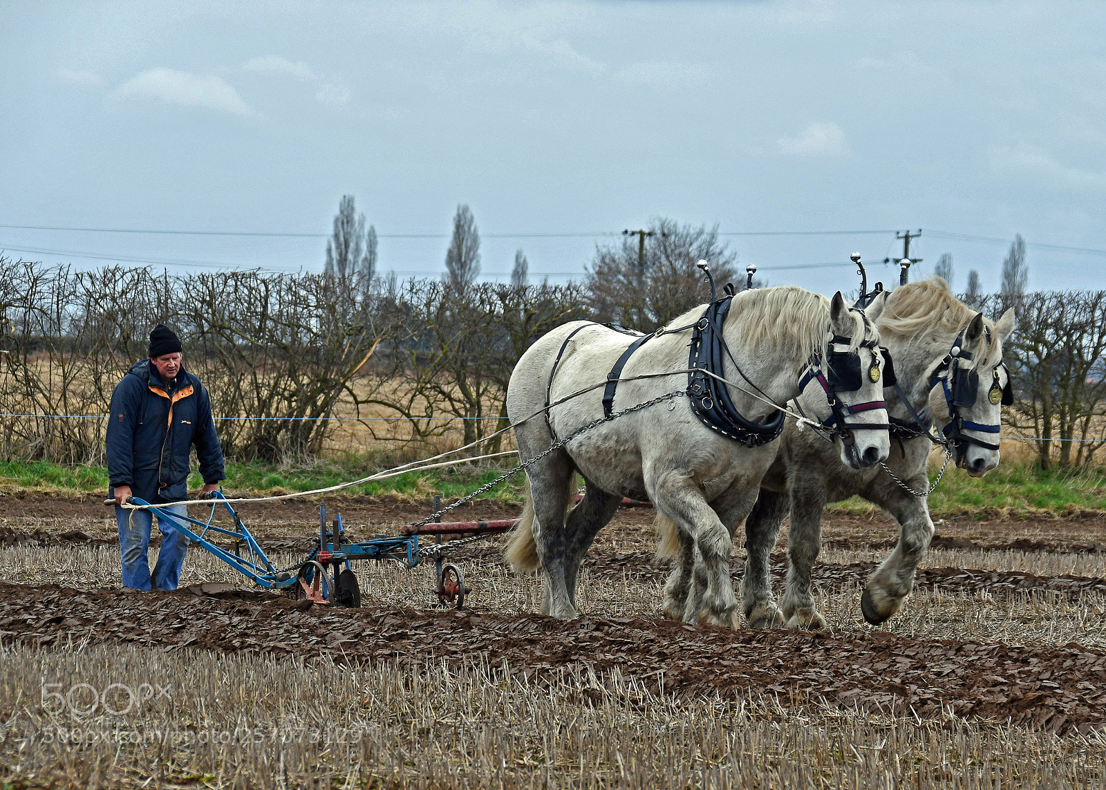 Nikon D7500 sample photo. Glavin percherons photography