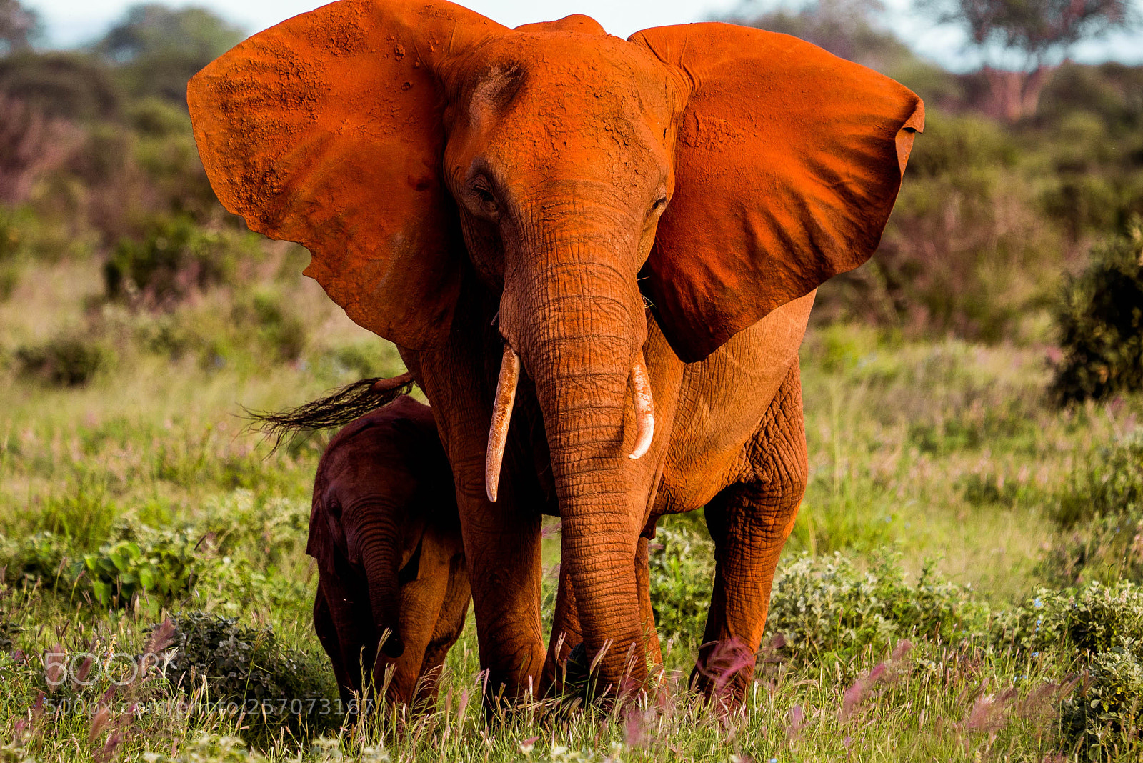 Sony a7R III sample photo. Red elephant in tsavo photography