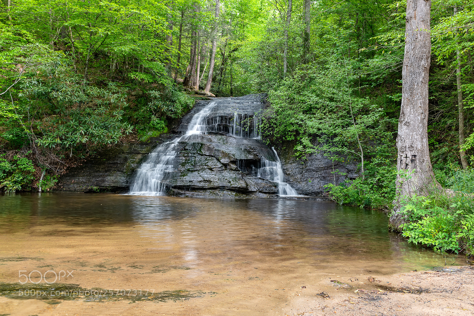 Nikon D850 sample photo. Wildcat branch falls in photography