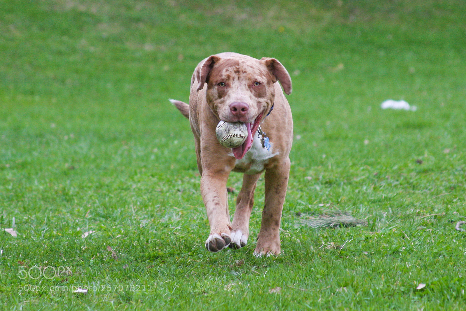 Canon EOS 40D sample photo. Maverick photography