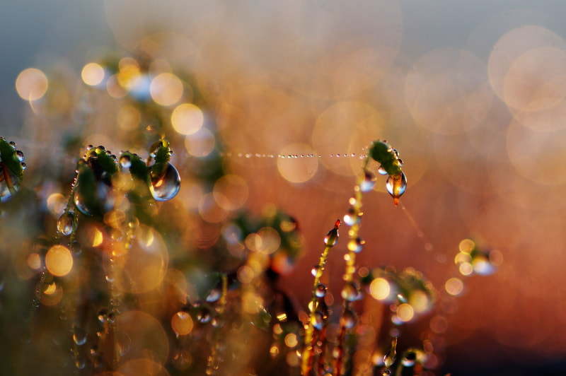 Pentax K-3 II + Tamron SP AF 90mm F2.8 Di Macro sample photo. Morning photography