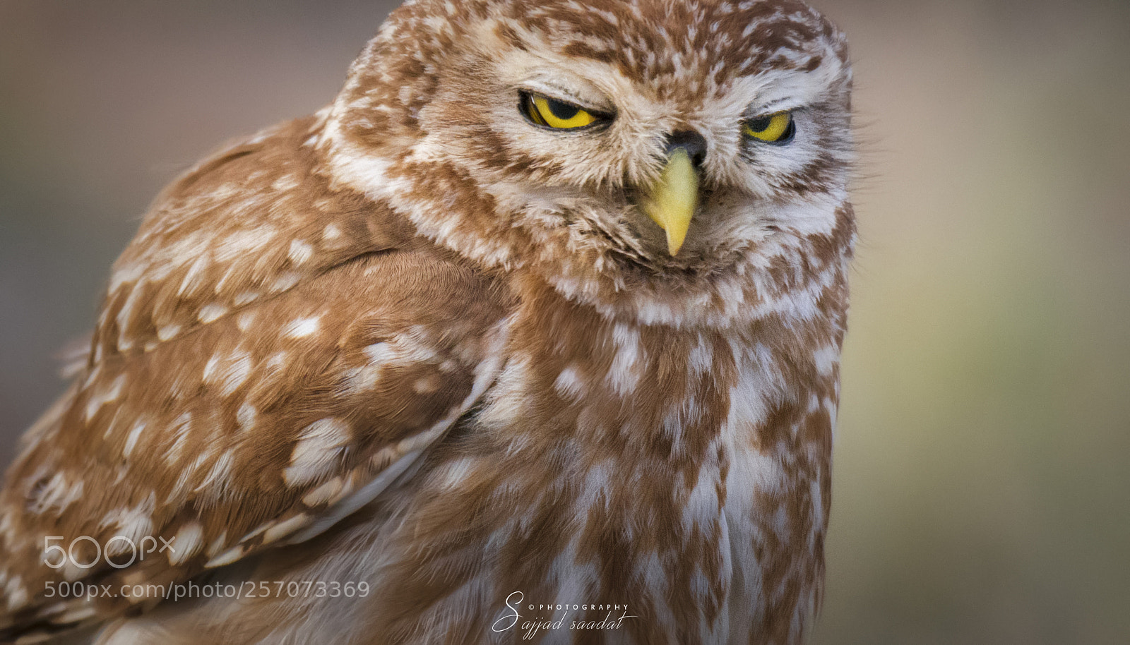 Nikon D7100 sample photo. Little owl photography