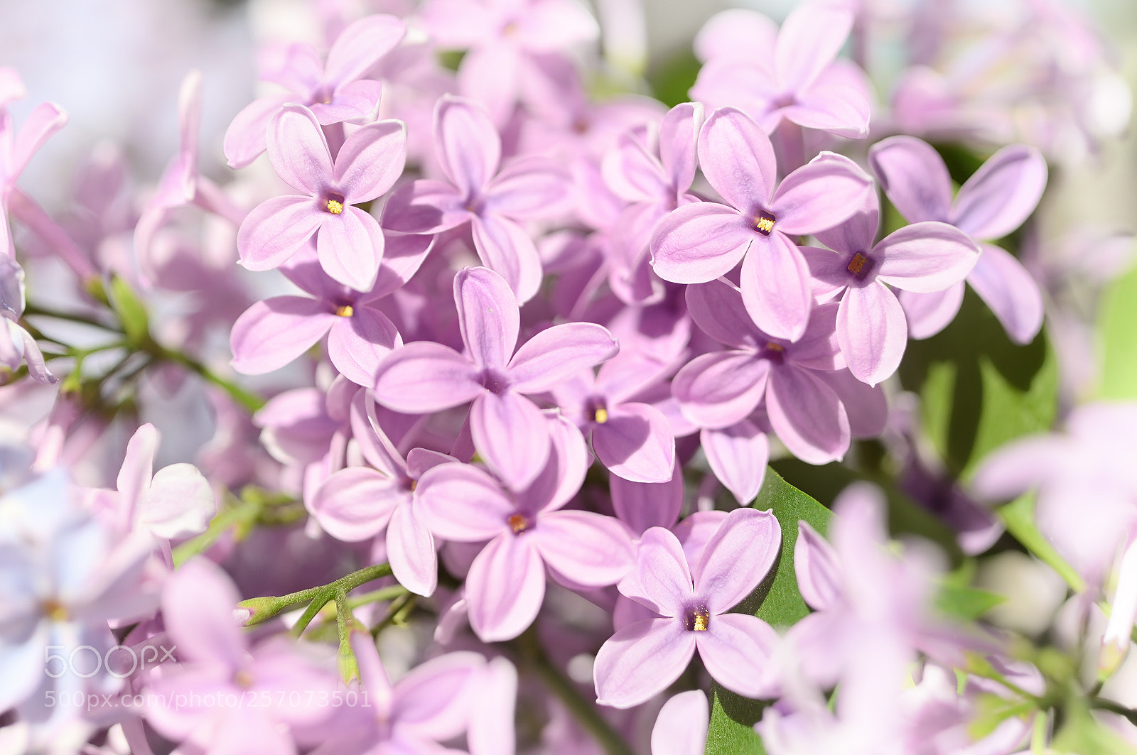Nikon D5100 sample photo. Syringa photography