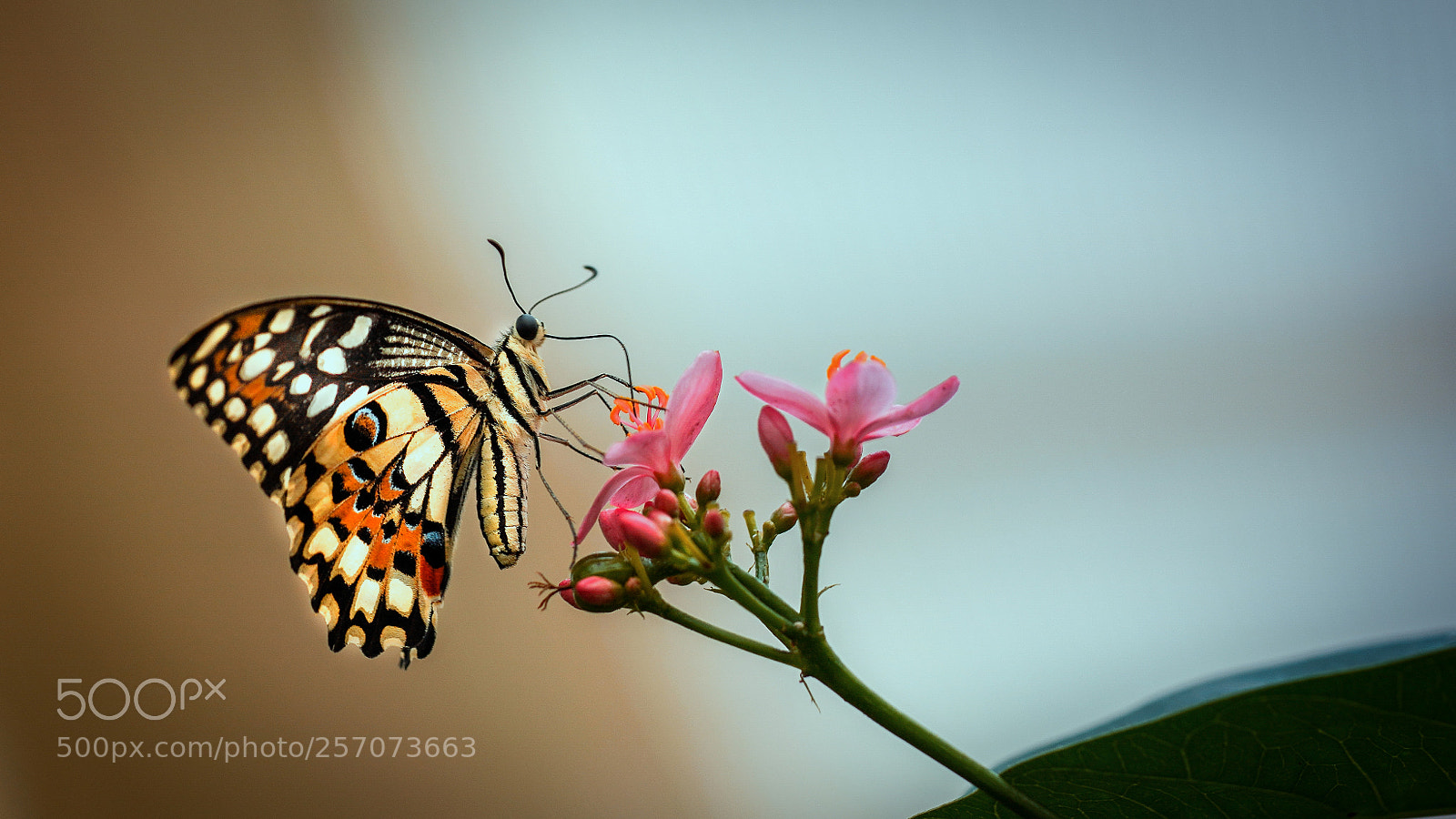 Sony a7R III sample photo. Butterfly photography