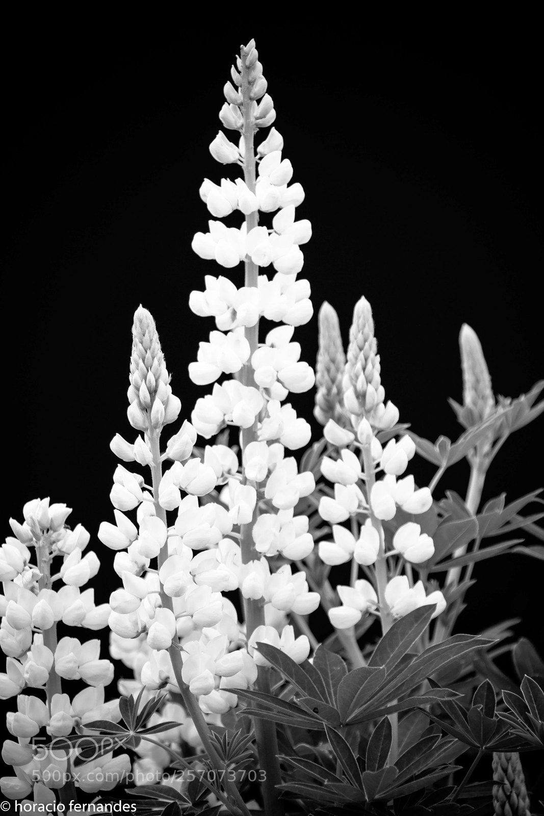 Canon EOS 70D sample photo. Lupin photography