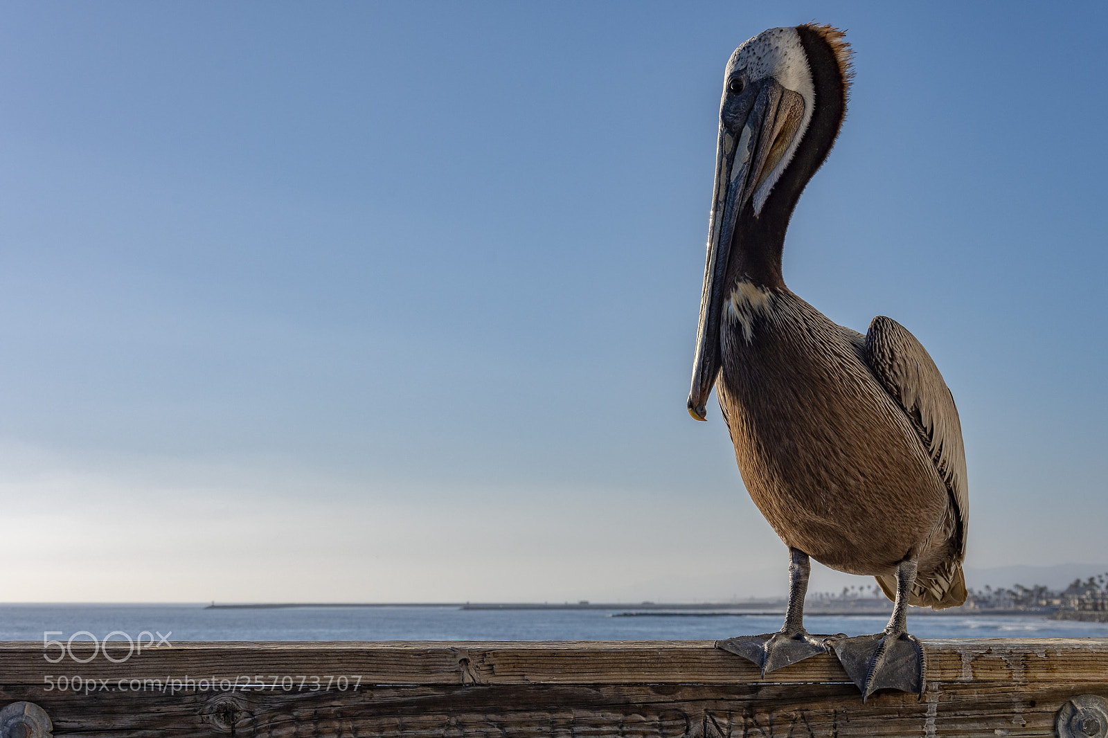 Nikon D500 sample photo. Charlie the pelican on photography