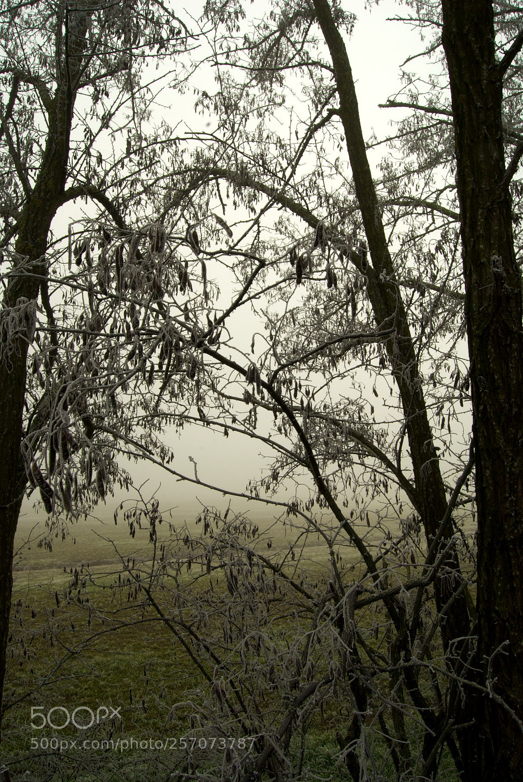 Nikon D60 sample photo. Version photography