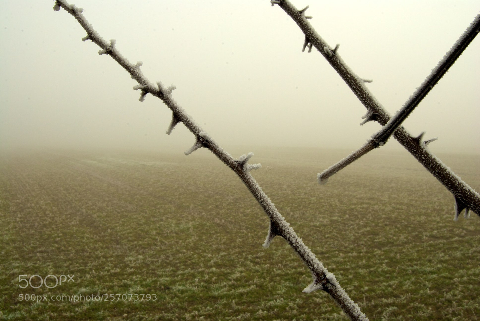 Nikon D60 sample photo. Version photography