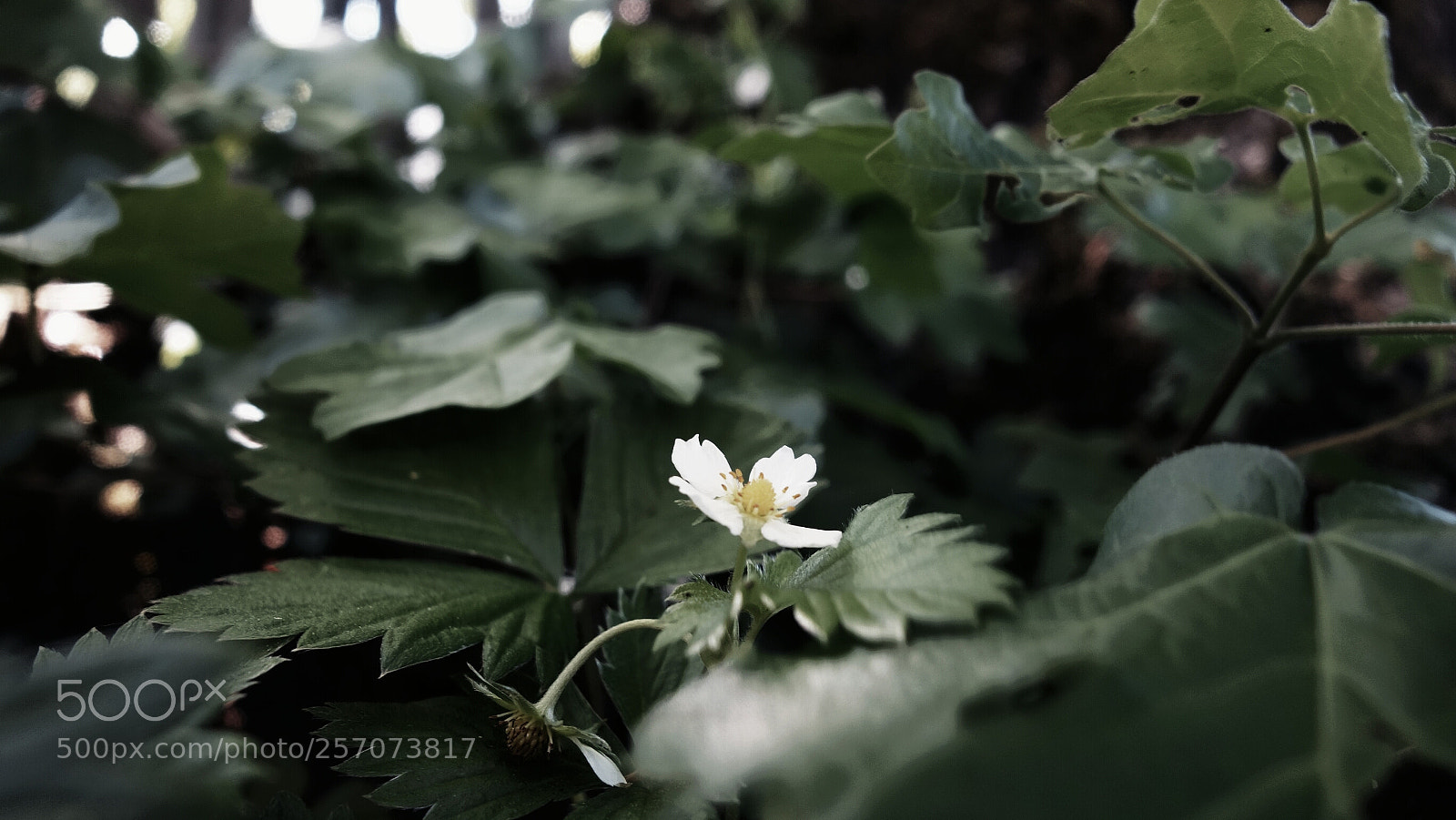Sony Cyber-shot DSC-RX100 sample photo. Wild strawberry 2 photography
