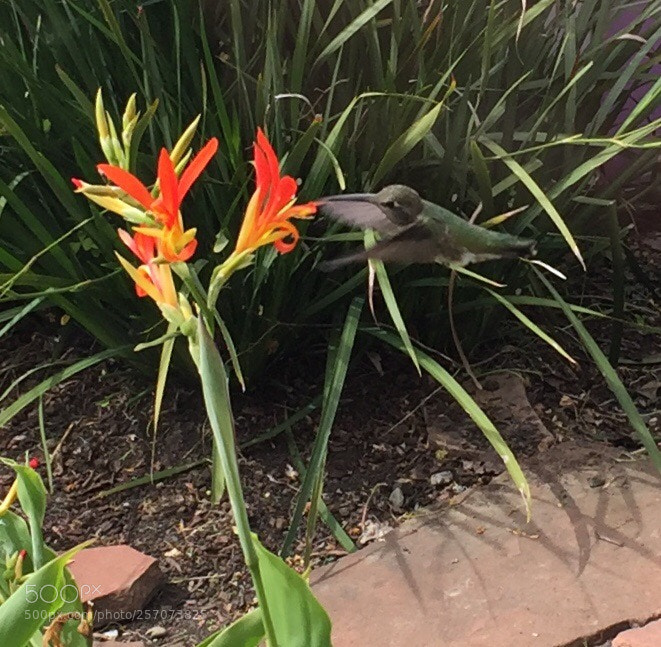 Apple iPhone 6 sample photo. Hummingbird photography