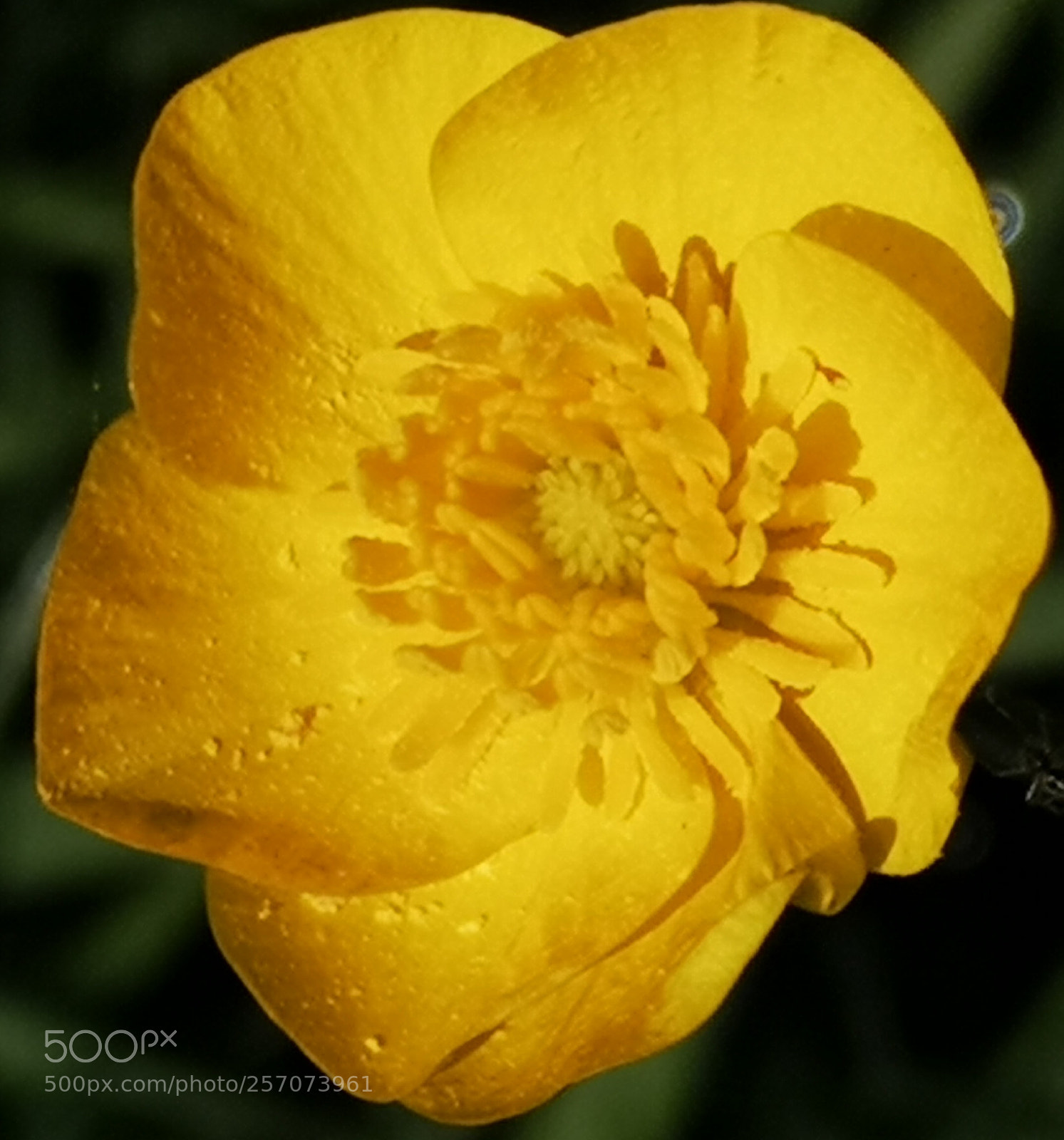 HUAWEI CLT-L09 sample photo. Buttercup photography