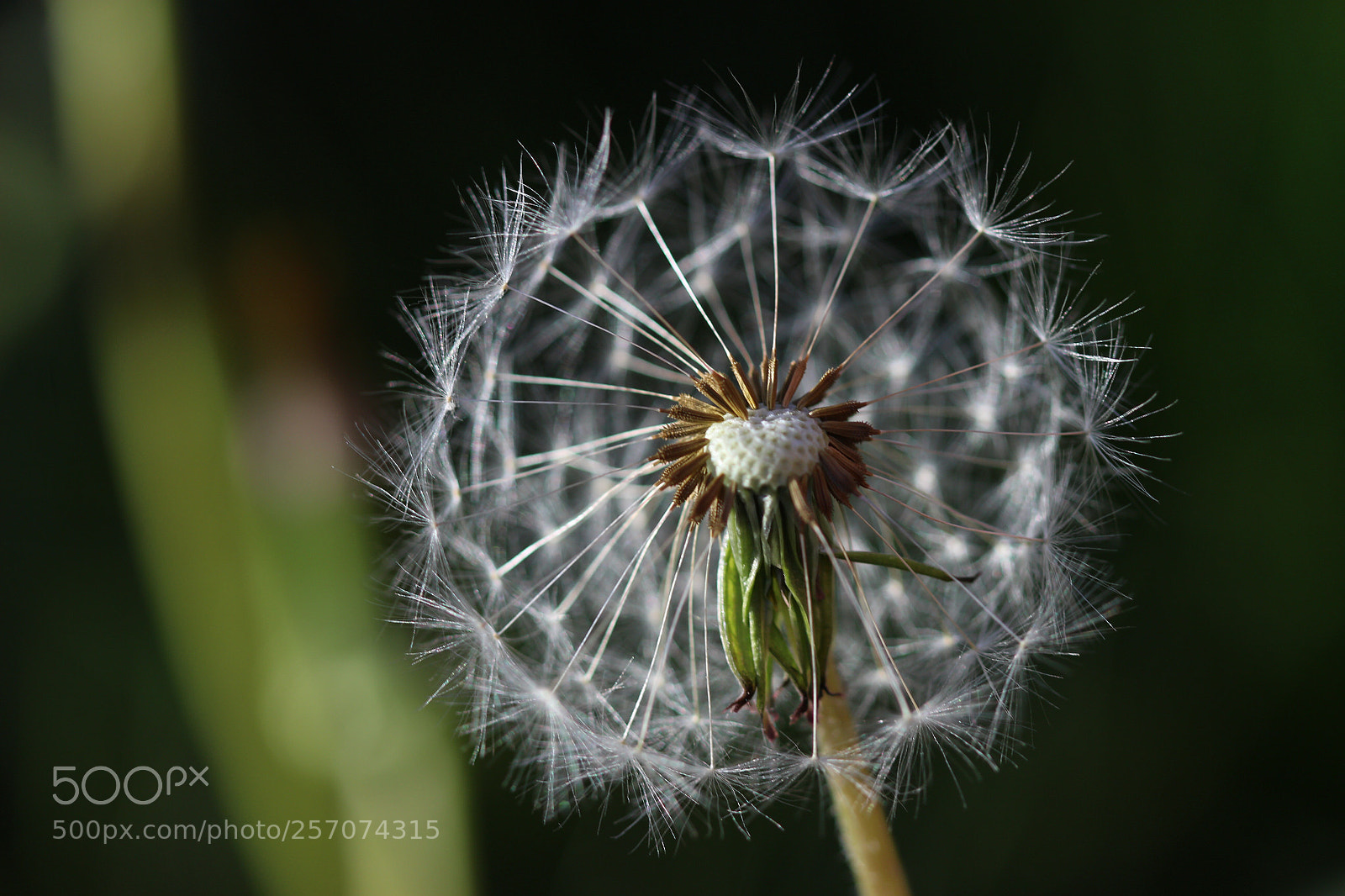 Canon EOS 100D (EOS Rebel SL1 / EOS Kiss X7) sample photo. Dandelion photography