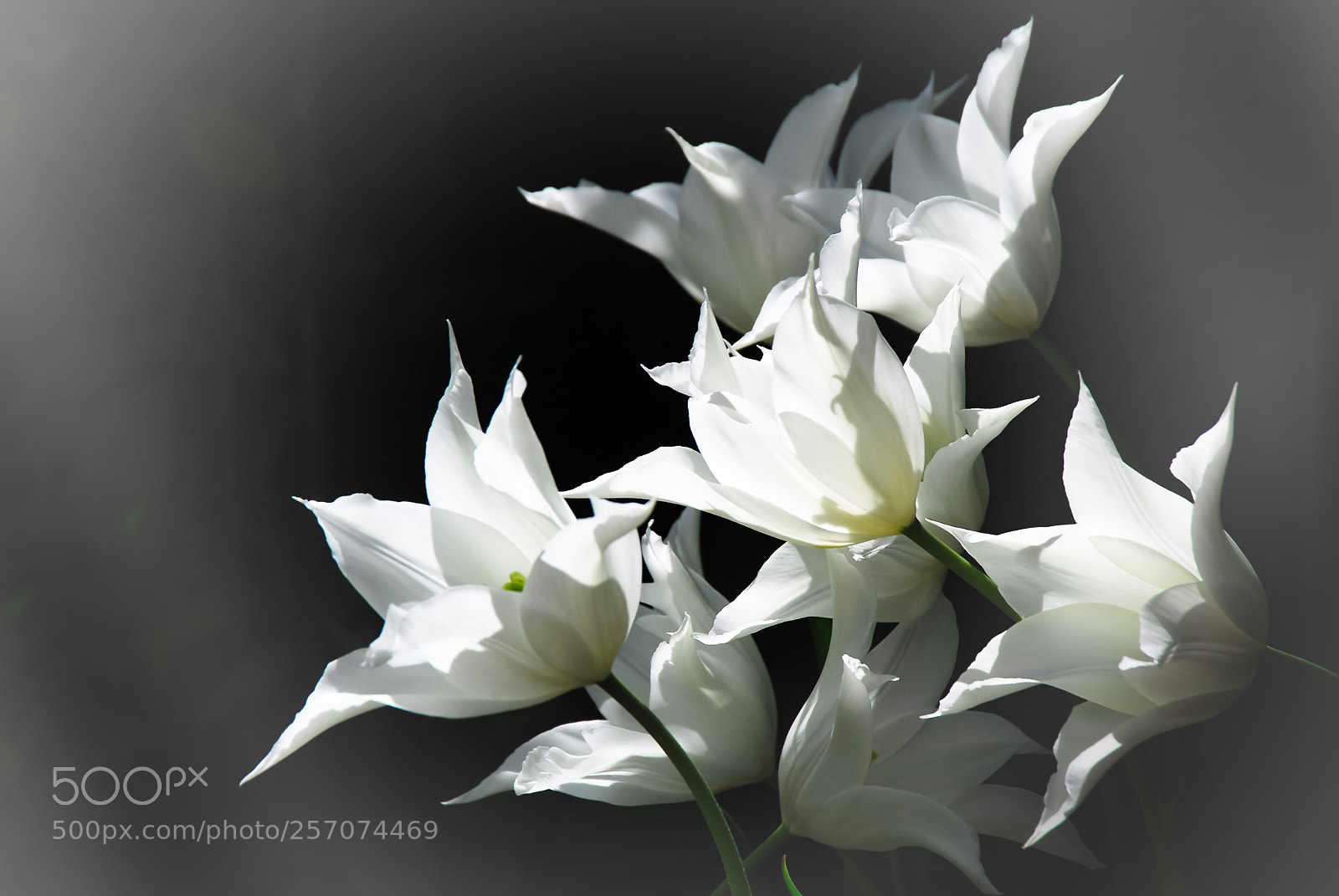 Nikon D200 sample photo. Tulips photography