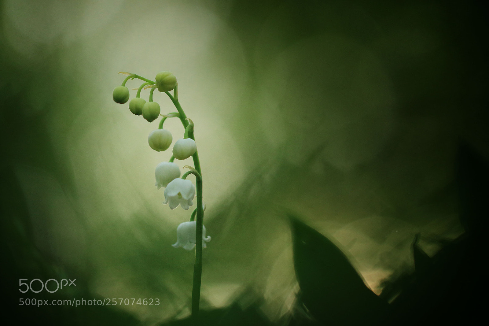 Canon EOS 7D Mark II sample photo. Muguet de mai photography