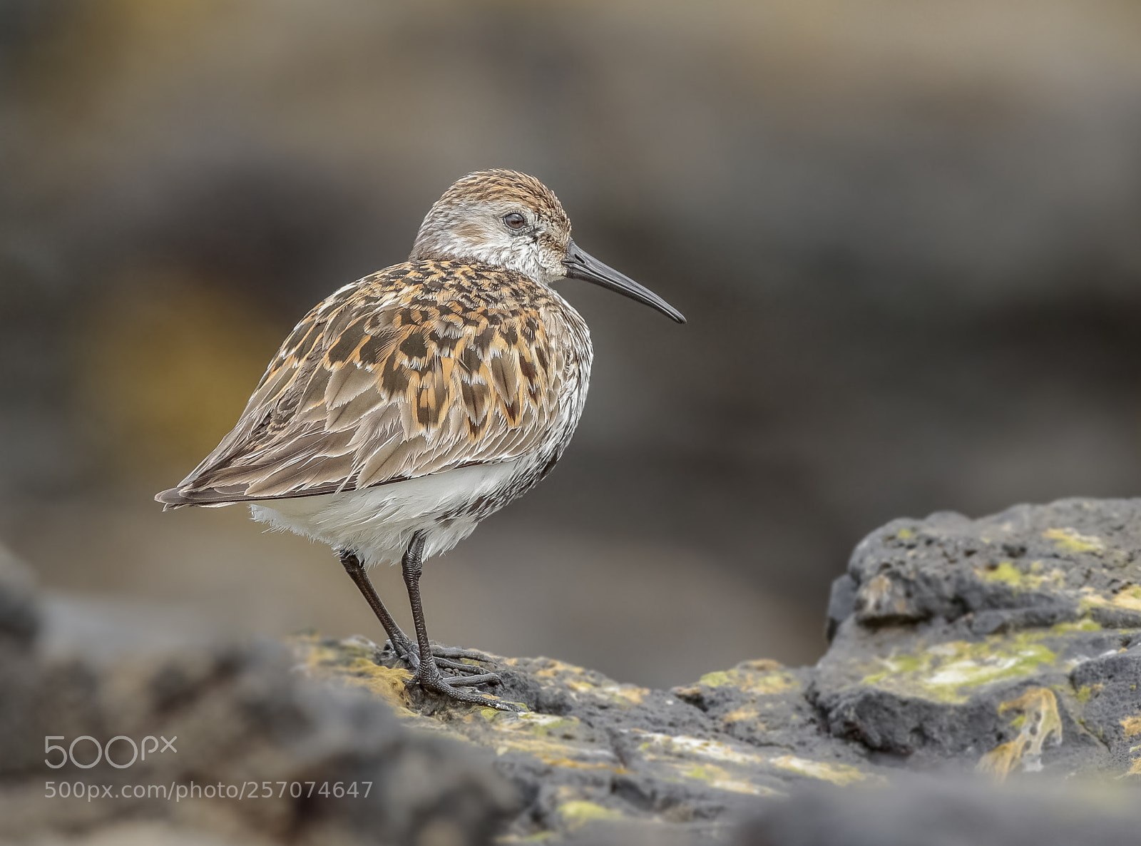 Canon EOS 7D Mark II sample photo. This dunlin rocks photography