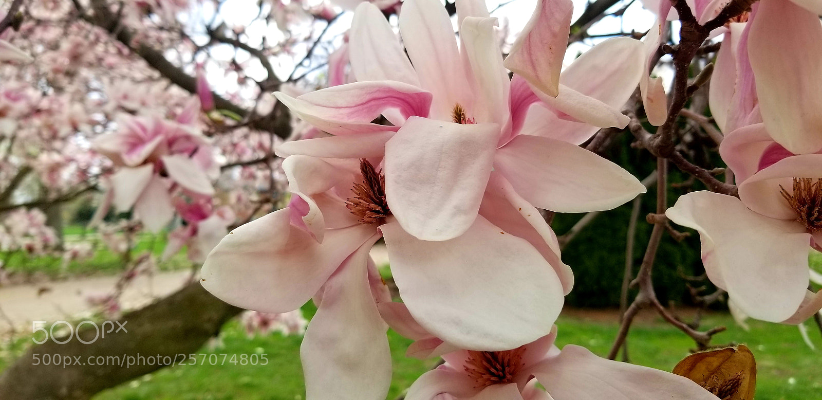 Samsung Galaxy S8 sample photo. Spring is here photography
