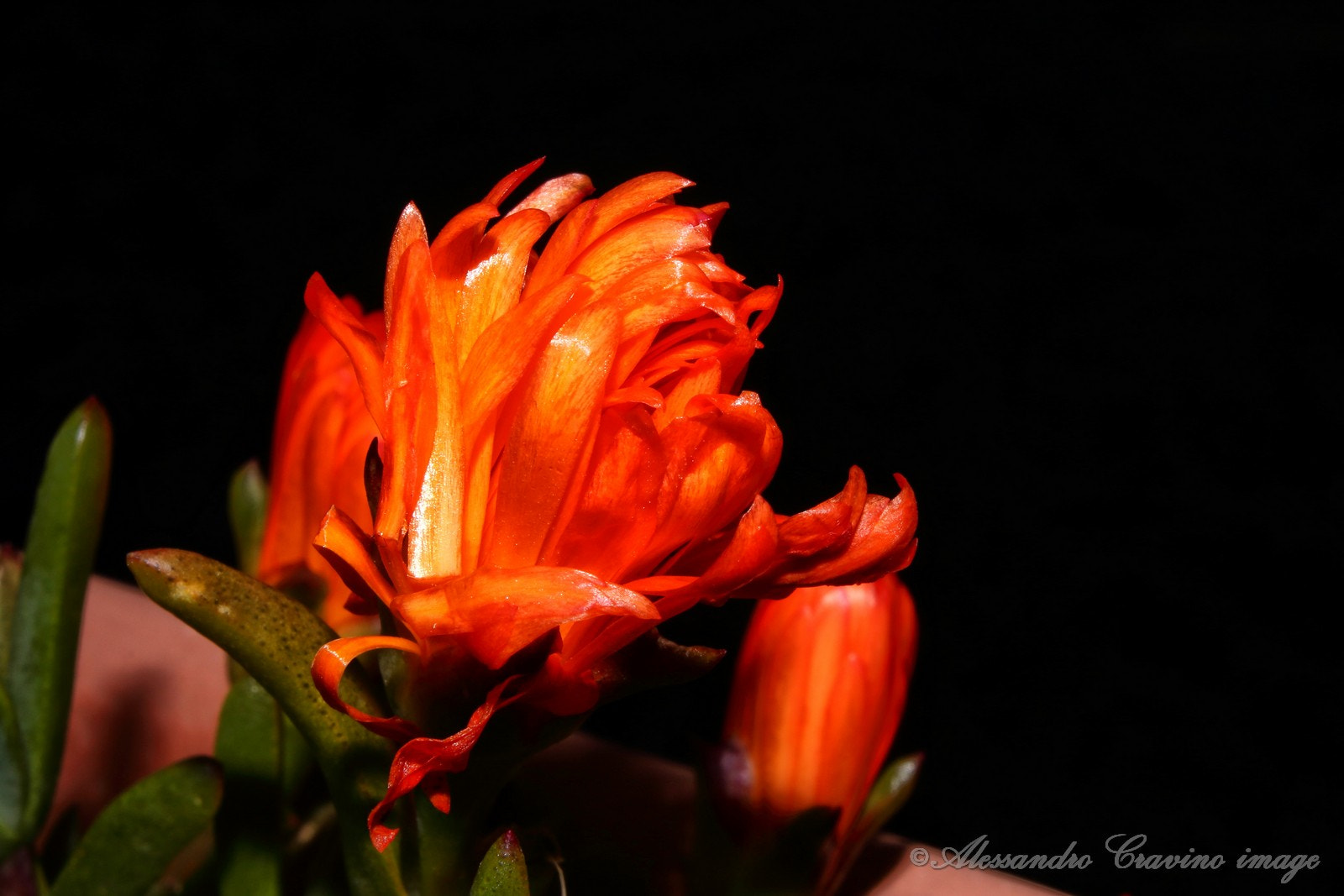 Canon EF-S 18-55mm F3.5-5.6 IS sample photo. Orange flower photography