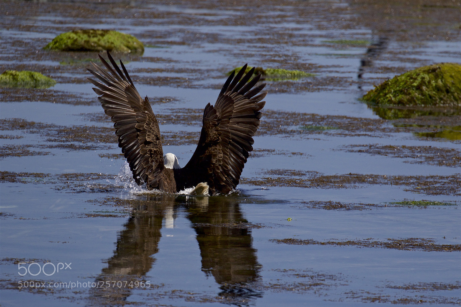 Canon EOS 7D Mark II sample photo. A wet eagle photography