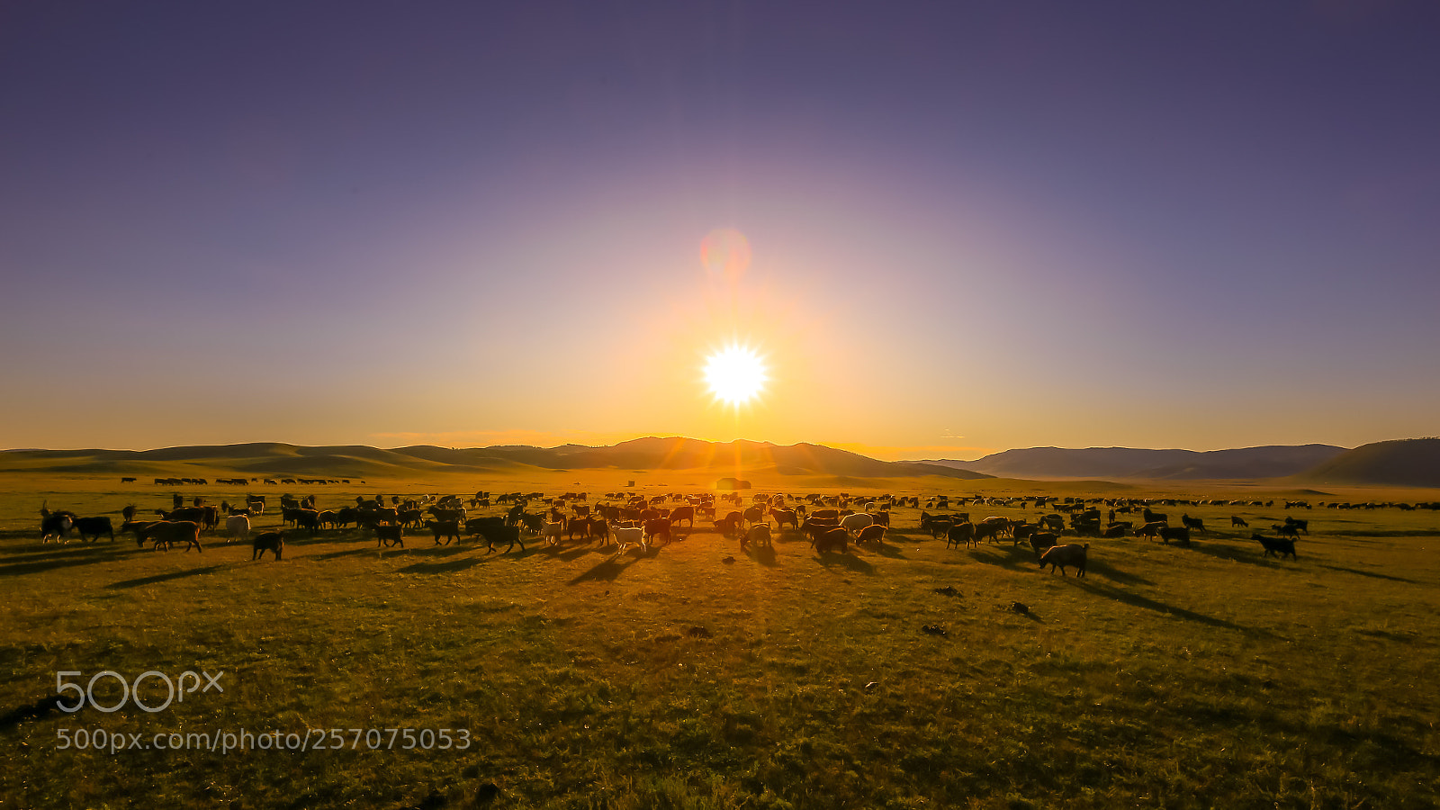 Canon EOS 6D sample photo. Goats & sheeps photography