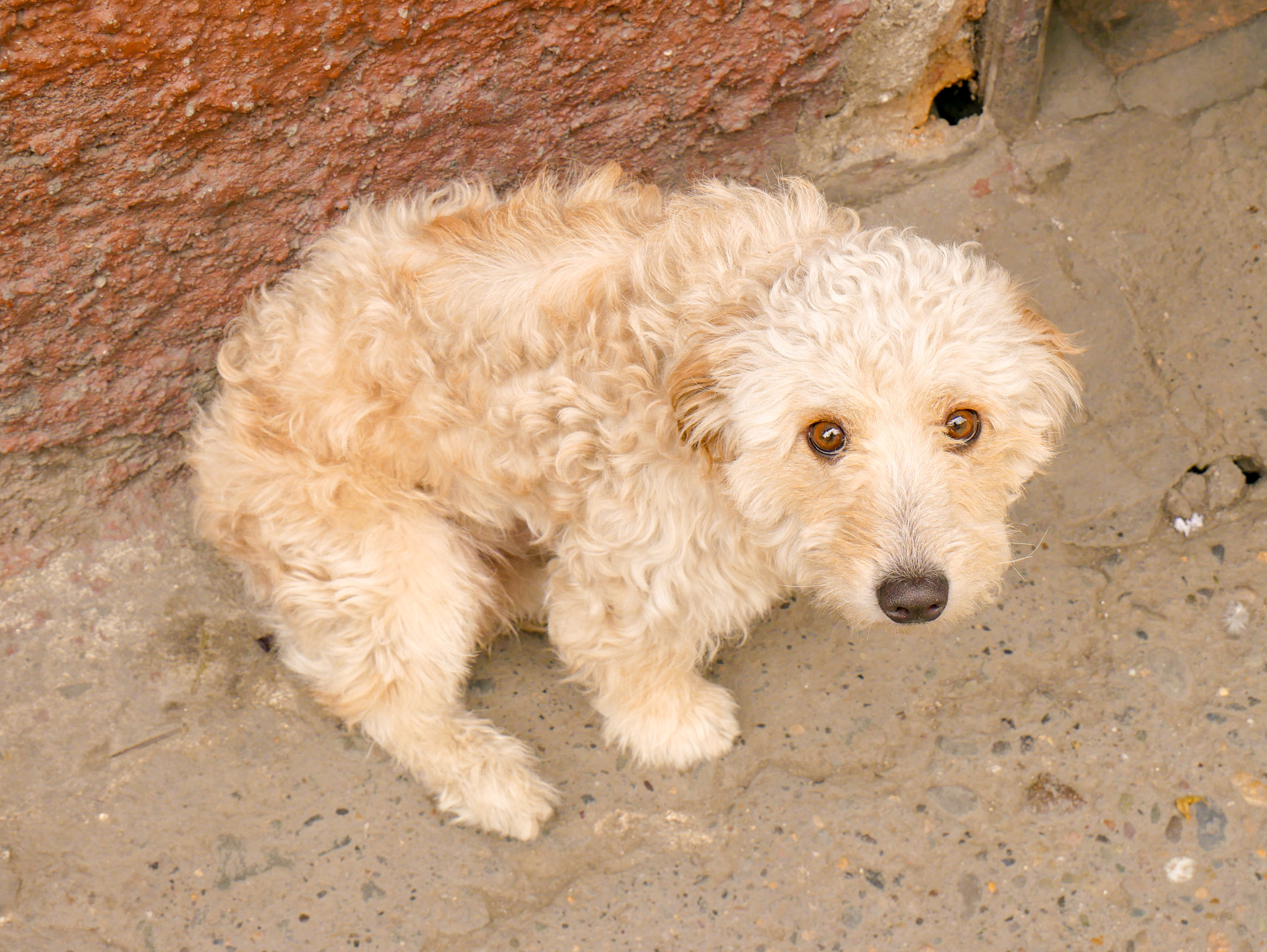 Panasonic Lumix DMC-G85 (Lumix DMC-G80) sample photo. Sad dog photography