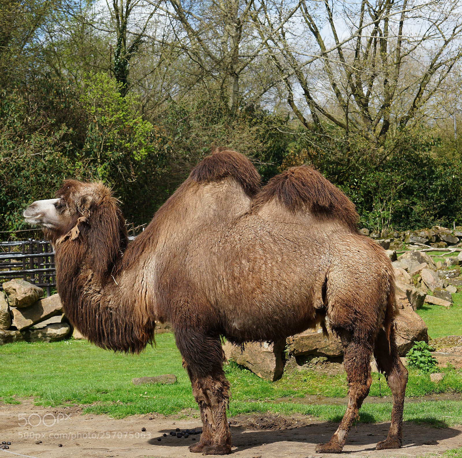 Sony SLT-A99V sample photo. Camel photography