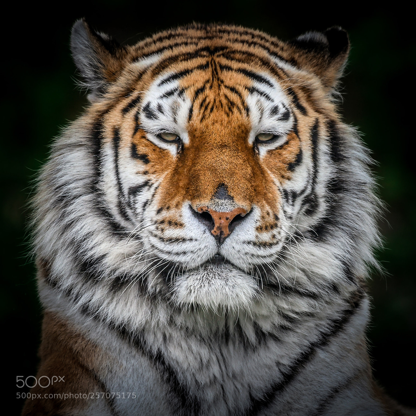 Nikon D500 sample photo. Majestic amur tiger photography