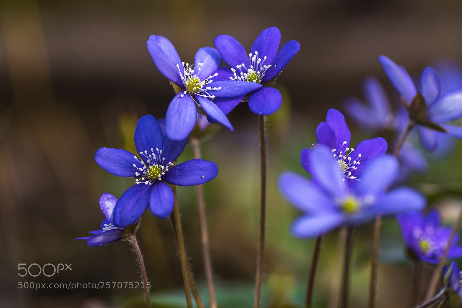Nikon D7500 sample photo. Hepatica nobilis (blåsippa) photography