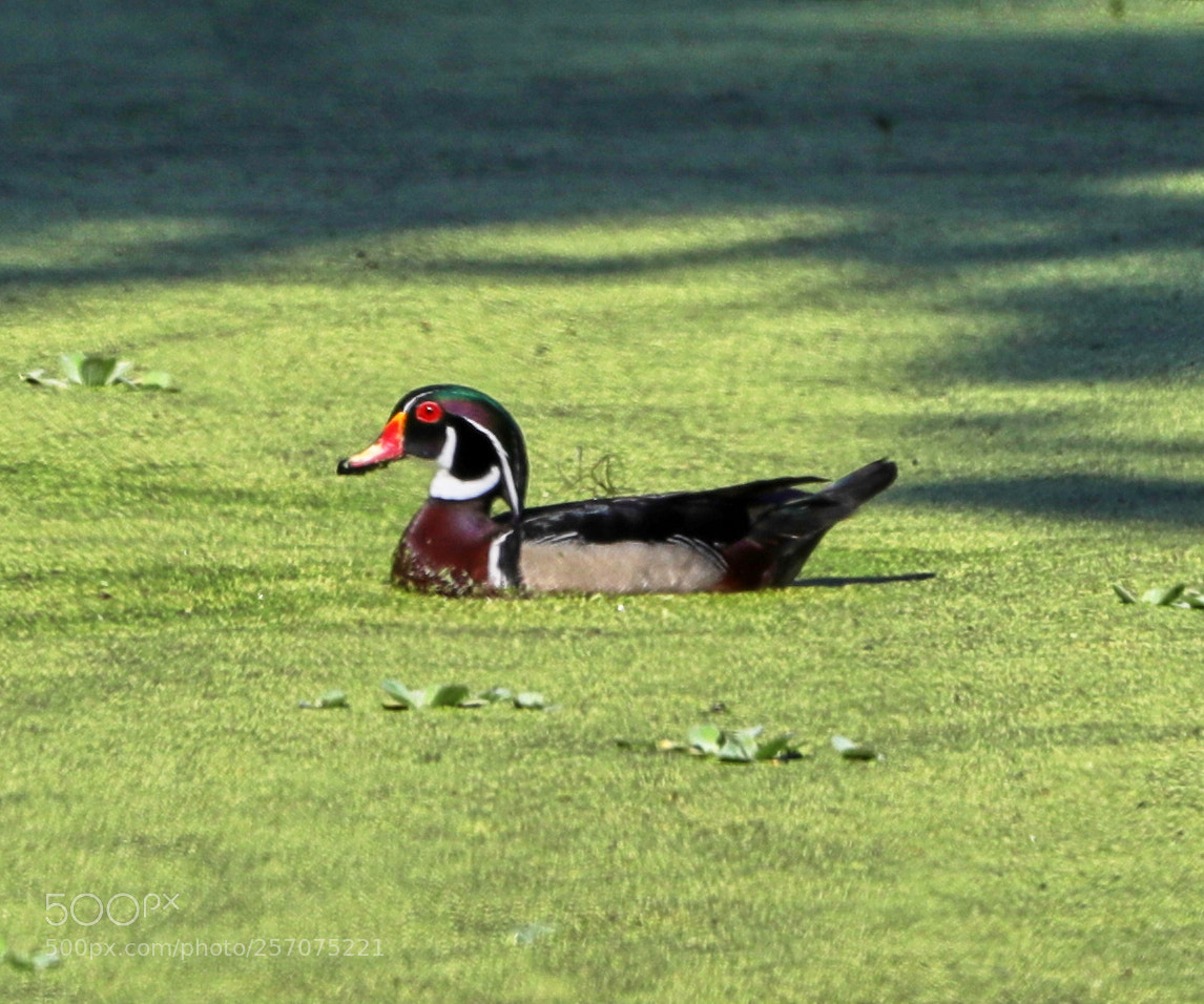 Canon EOS-1D X Mark II sample photo. 05-08-18-0016619.jpg photography
