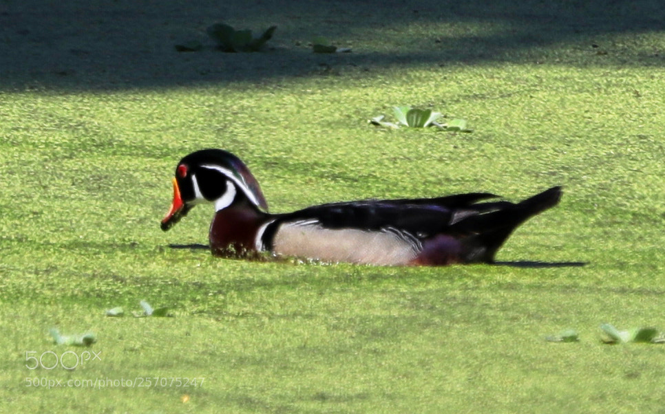 Canon EOS-1D X Mark II sample photo. 05-08-18-0016616.jpg photography