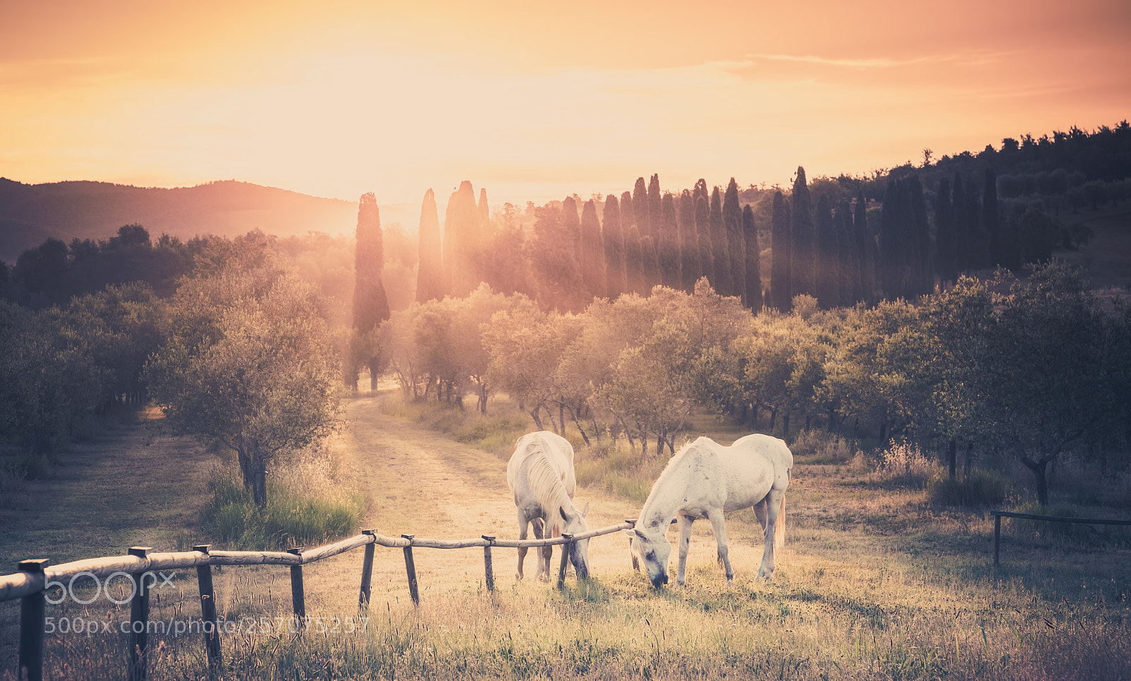 Canon EOS 6D sample photo. Wild horses and tuscan photography