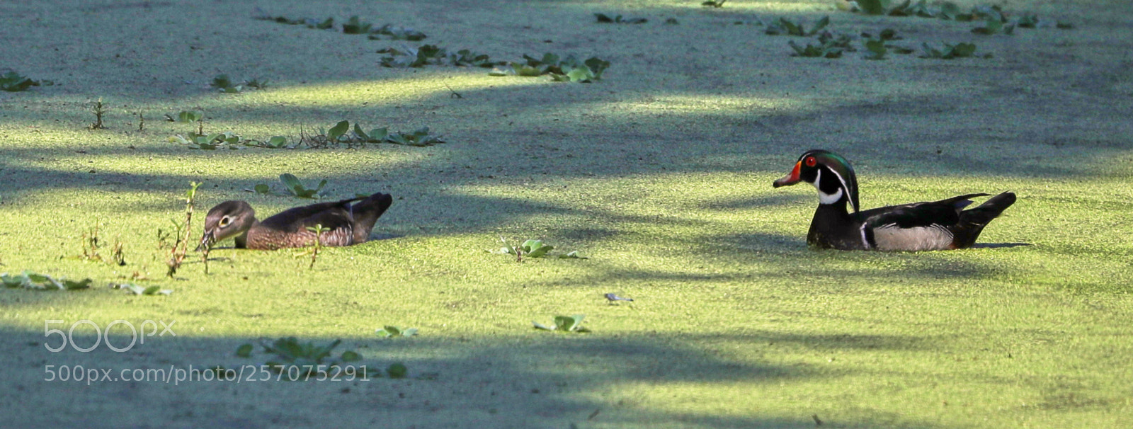 Canon EOS-1D X Mark II sample photo. 05-08-18-0016608.jpg photography