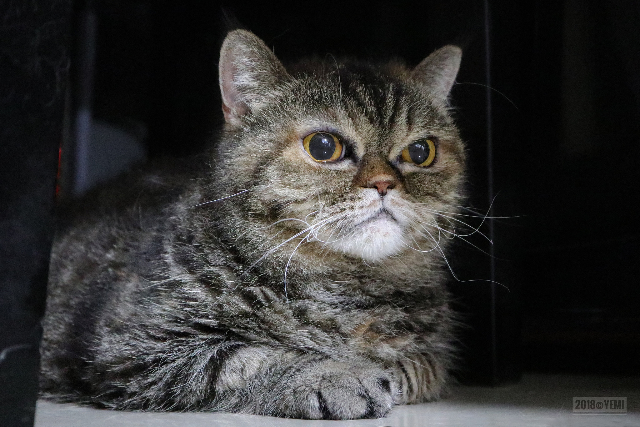 Canon EOS M6 sample photo. Cat photography