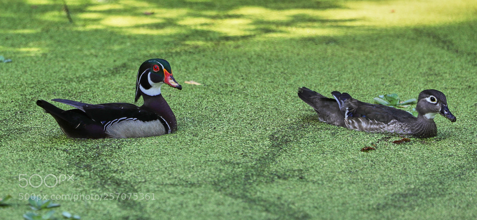 Canon EOS-1D X Mark II sample photo. 05-08-18-0016601.jpg photography