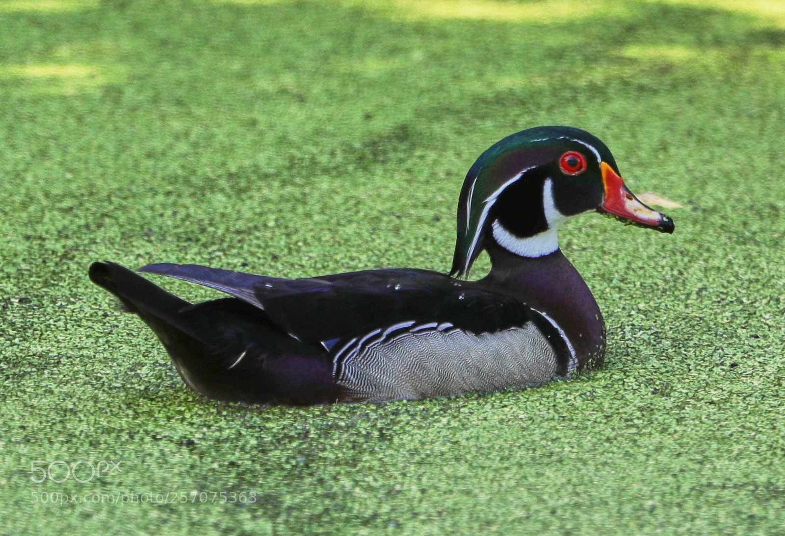 Canon EOS-1D X Mark II sample photo. 05-08-18-0016600.jpg photography