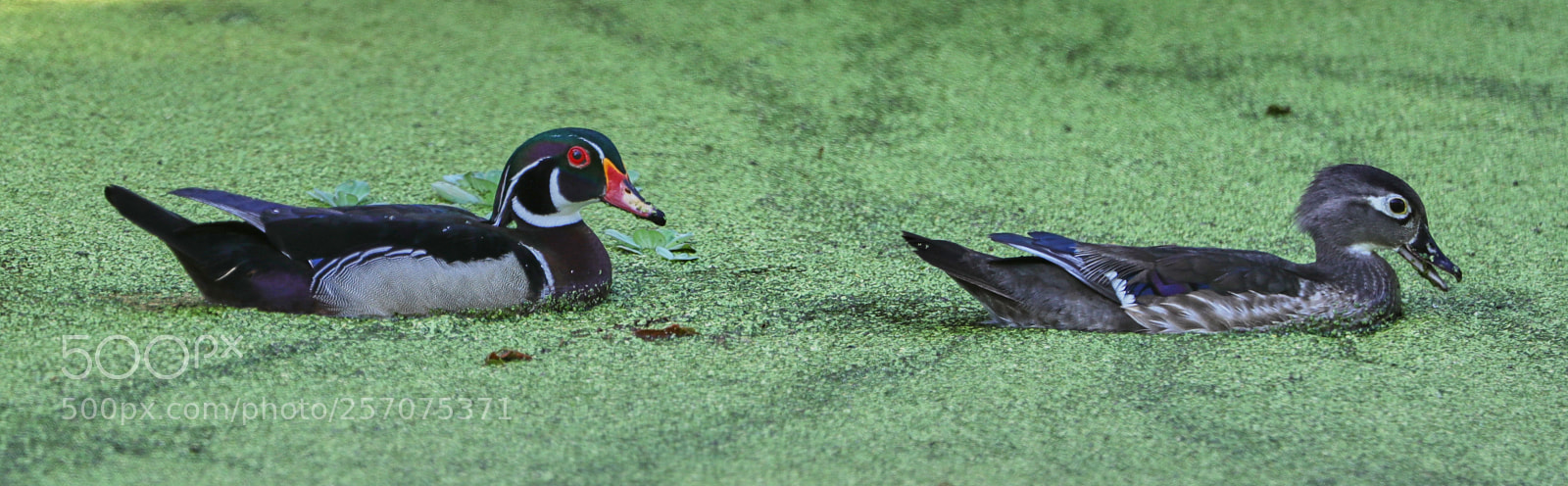 Canon EOS-1D X Mark II sample photo. 05-08-18-0016598.jpg photography