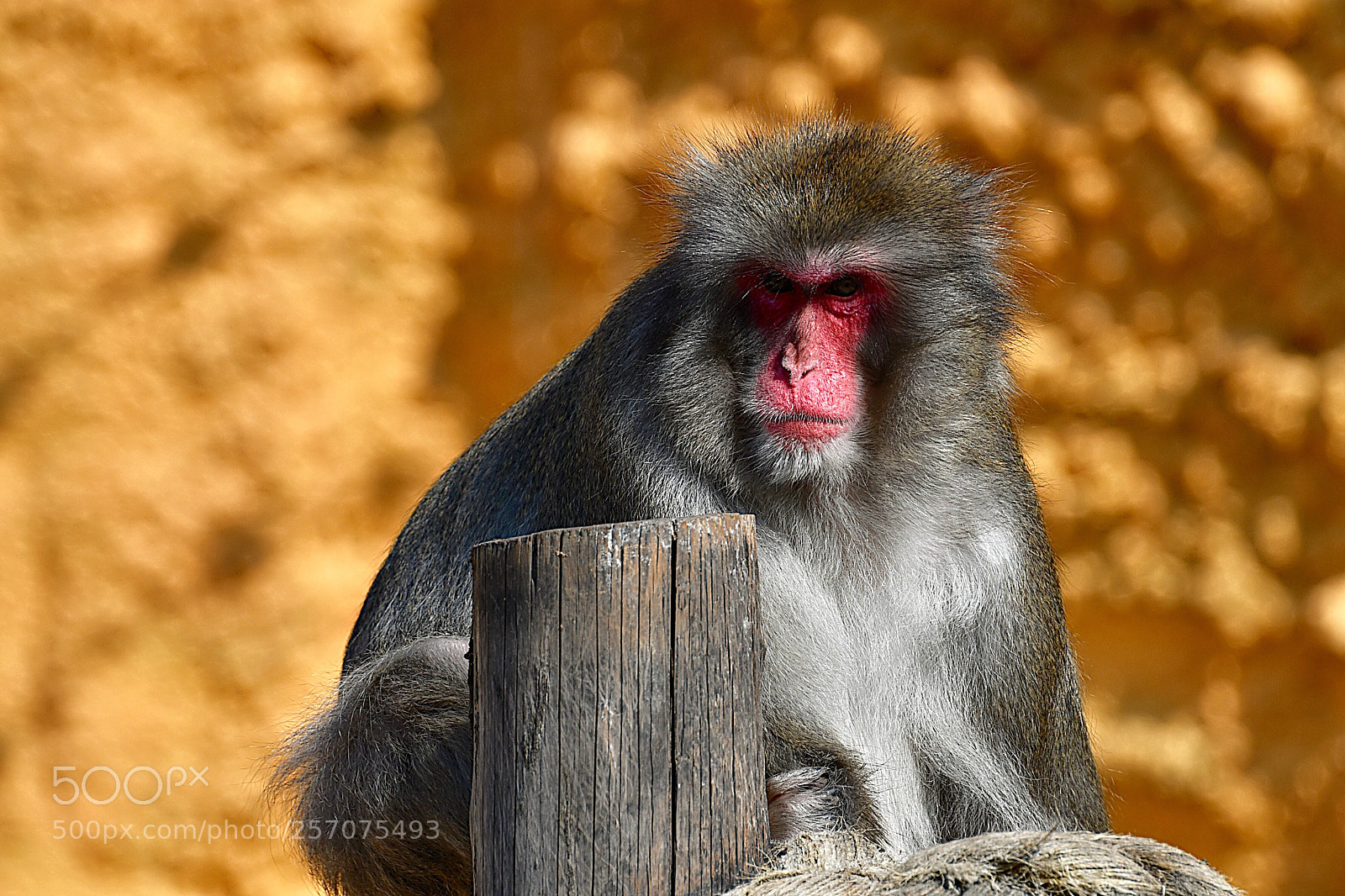Nikon D500 sample photo. Портрет японской макаки  photography