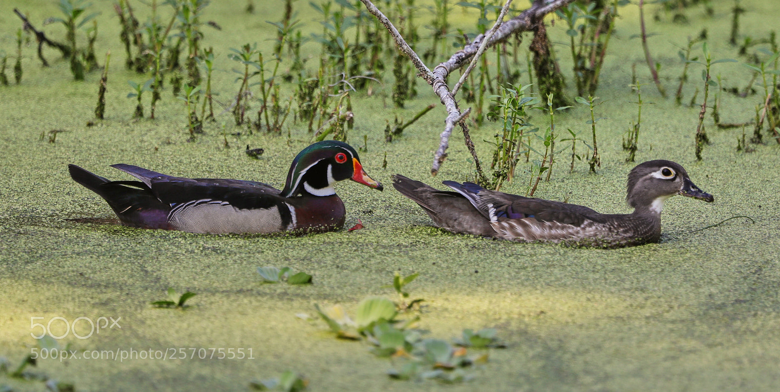 Canon EOS-1D X Mark II sample photo. 05-08-18-0016586.jpg photography