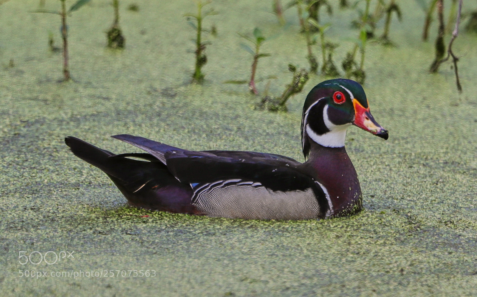 Canon EOS-1D X Mark II sample photo. 05-08-18-0016585.jpg photography
