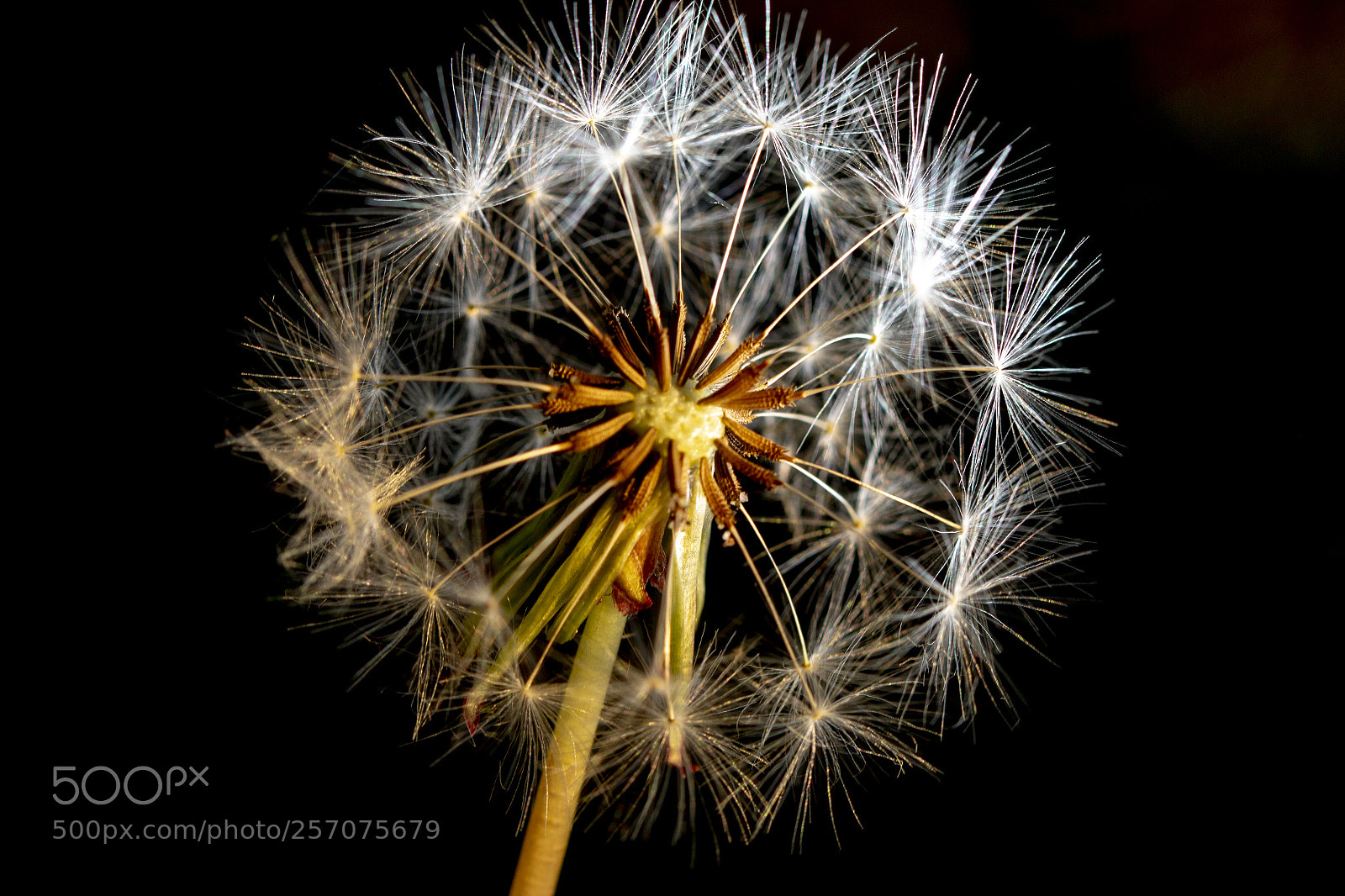 Canon EOS 70D sample photo. El paardebloem photography