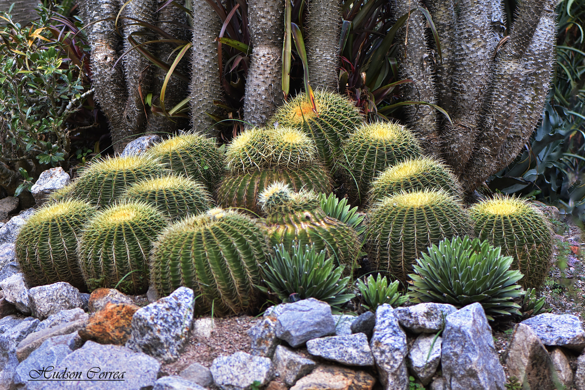 Nikon AF-S Micro-Nikkor 105mm F2.8G IF-ED VR sample photo. Cactus photography