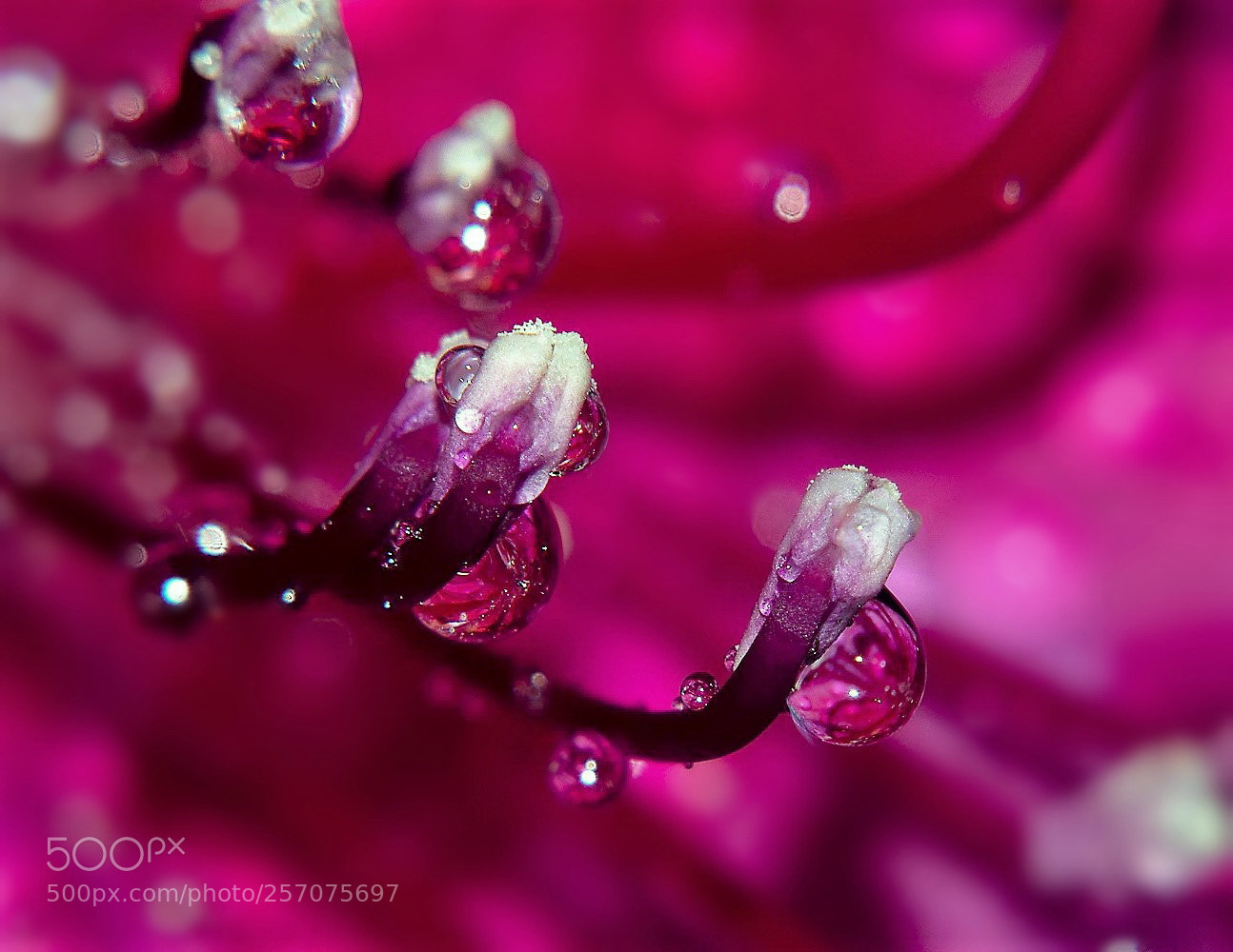 Nikon D5000 sample photo. — photography