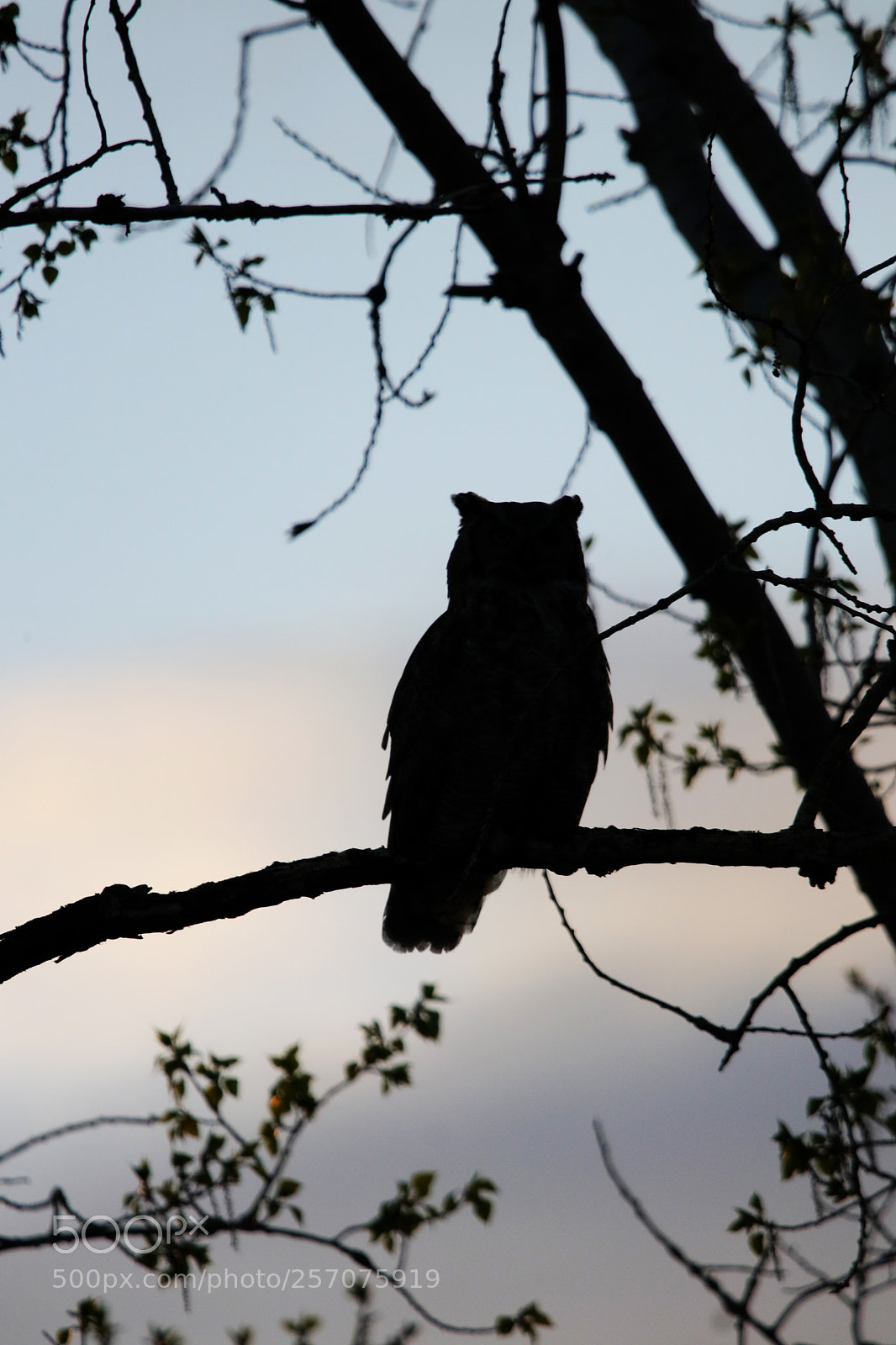 Canon EOS 80D sample photo. Great horned owl silhouette photography