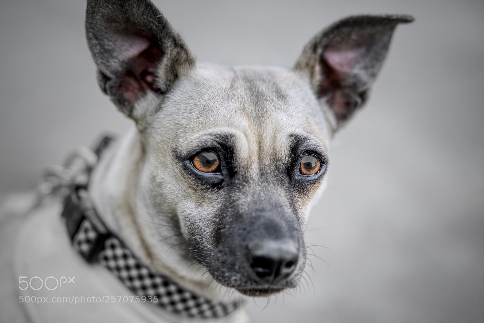 Sony a7R II sample photo. Warm eyes photography