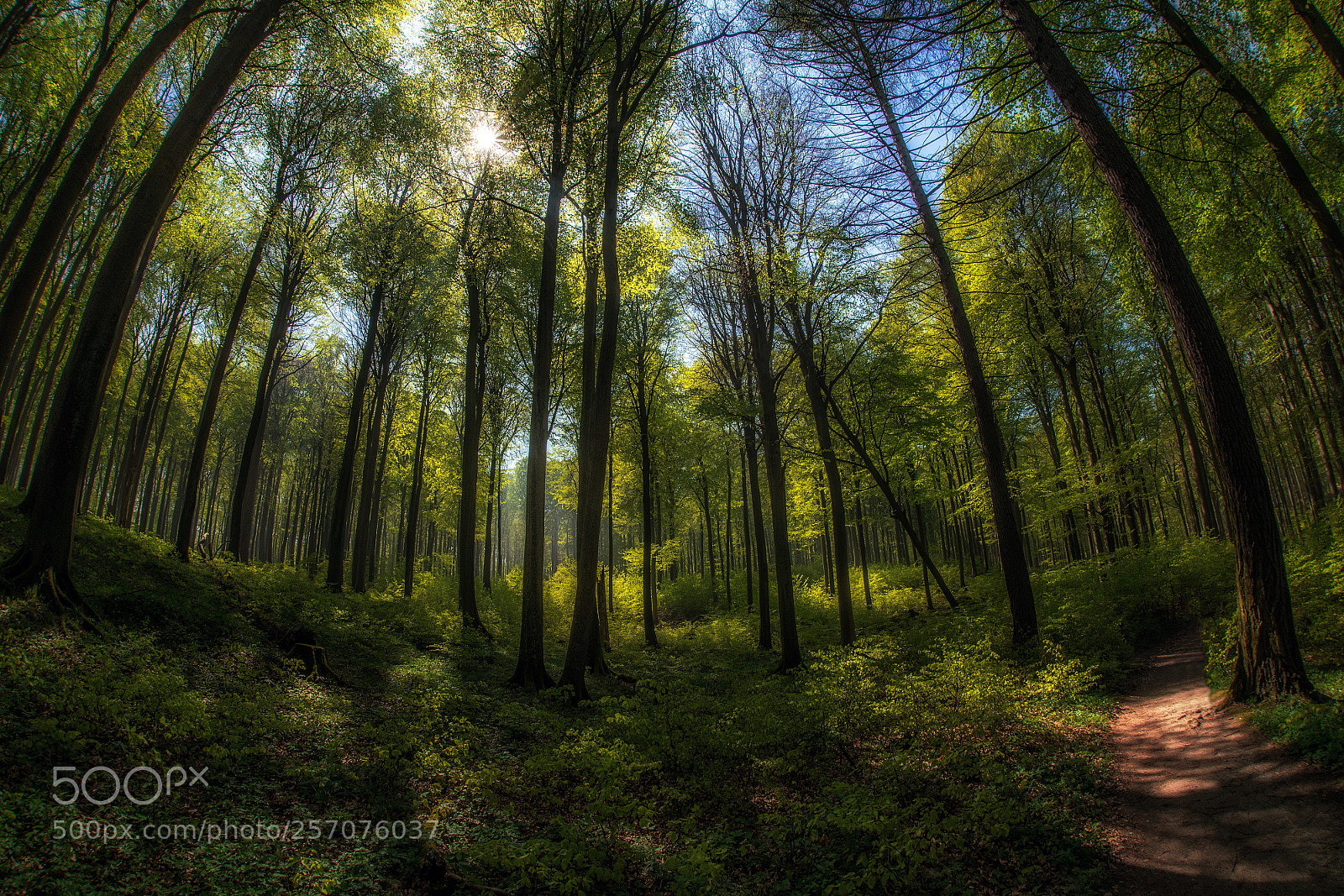 Nikon D610 sample photo. Jasmund national park photography