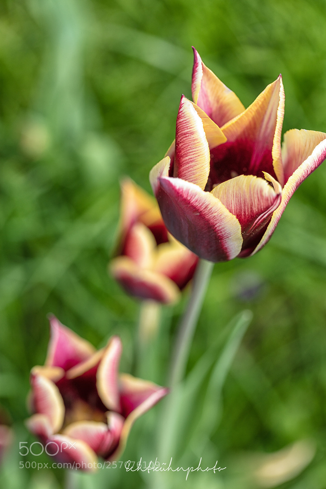 Canon EOS 5DS R sample photo. Tulpen photography