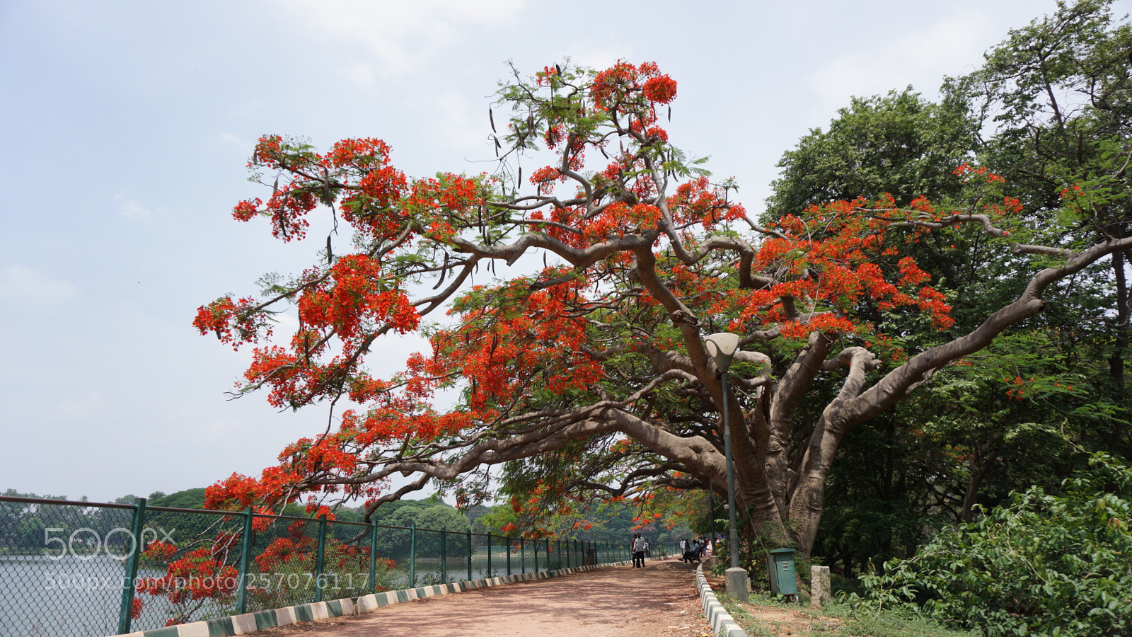 Sony a6000 sample photo. May tree in bangalore photography